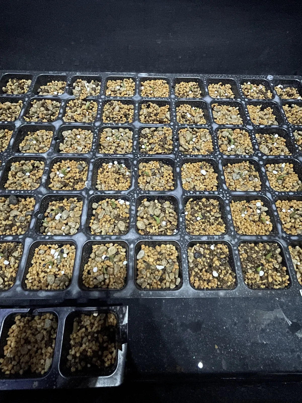 Agave oteroi (アガベ オテロイ)