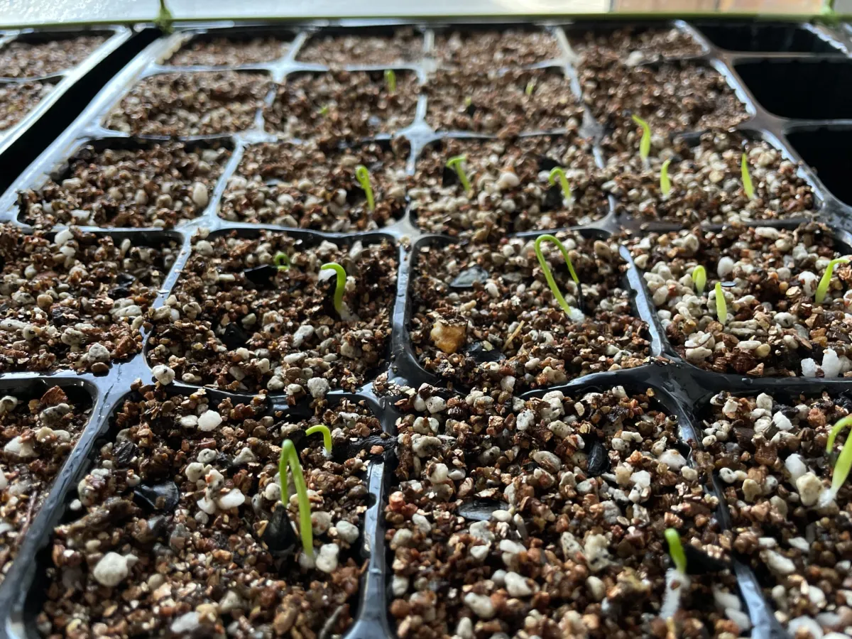 Agave inaequidens (アガベ インアクイデンス)