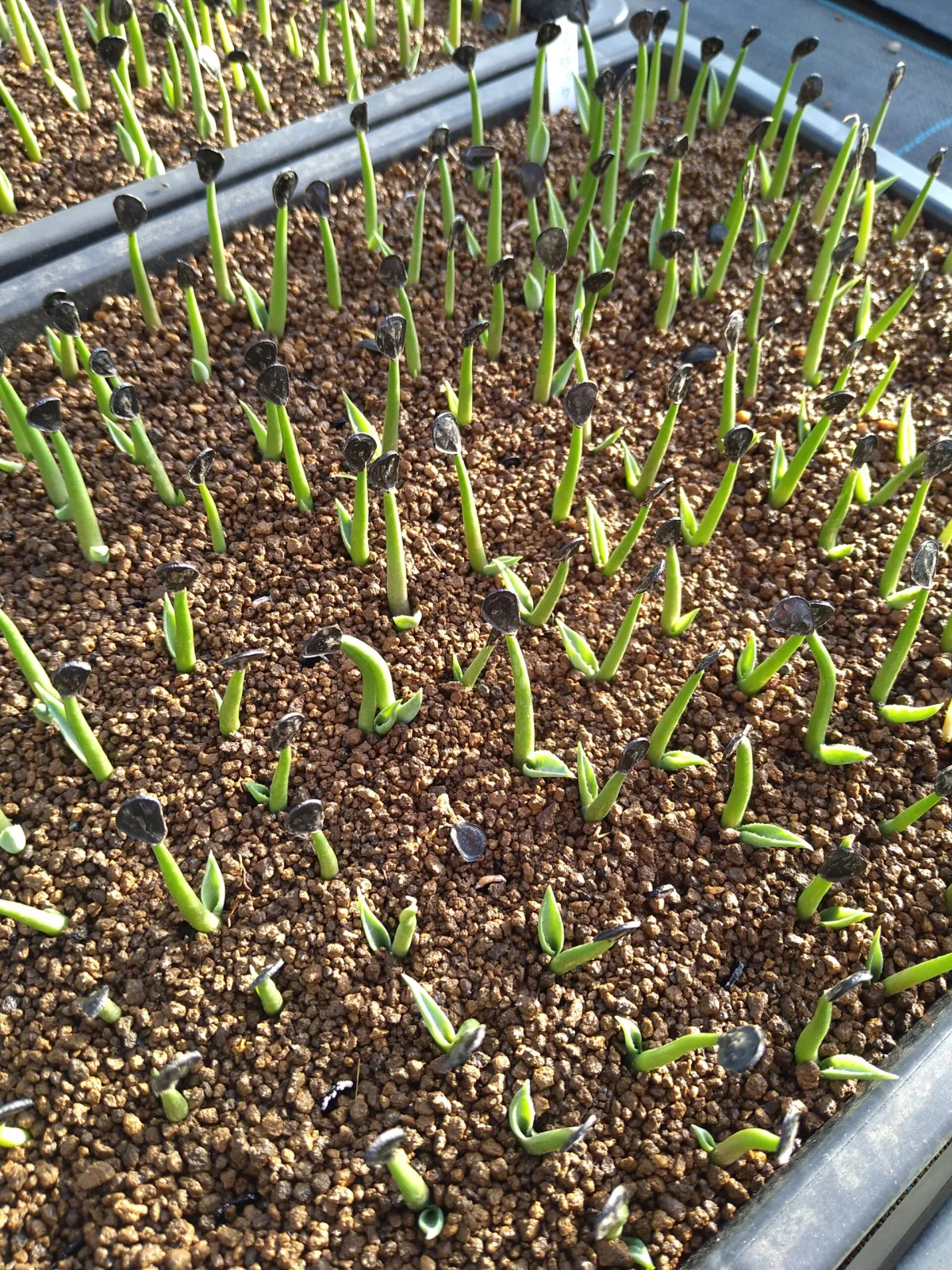 Agave salmiana var. ferox (アガベ フェロックス)