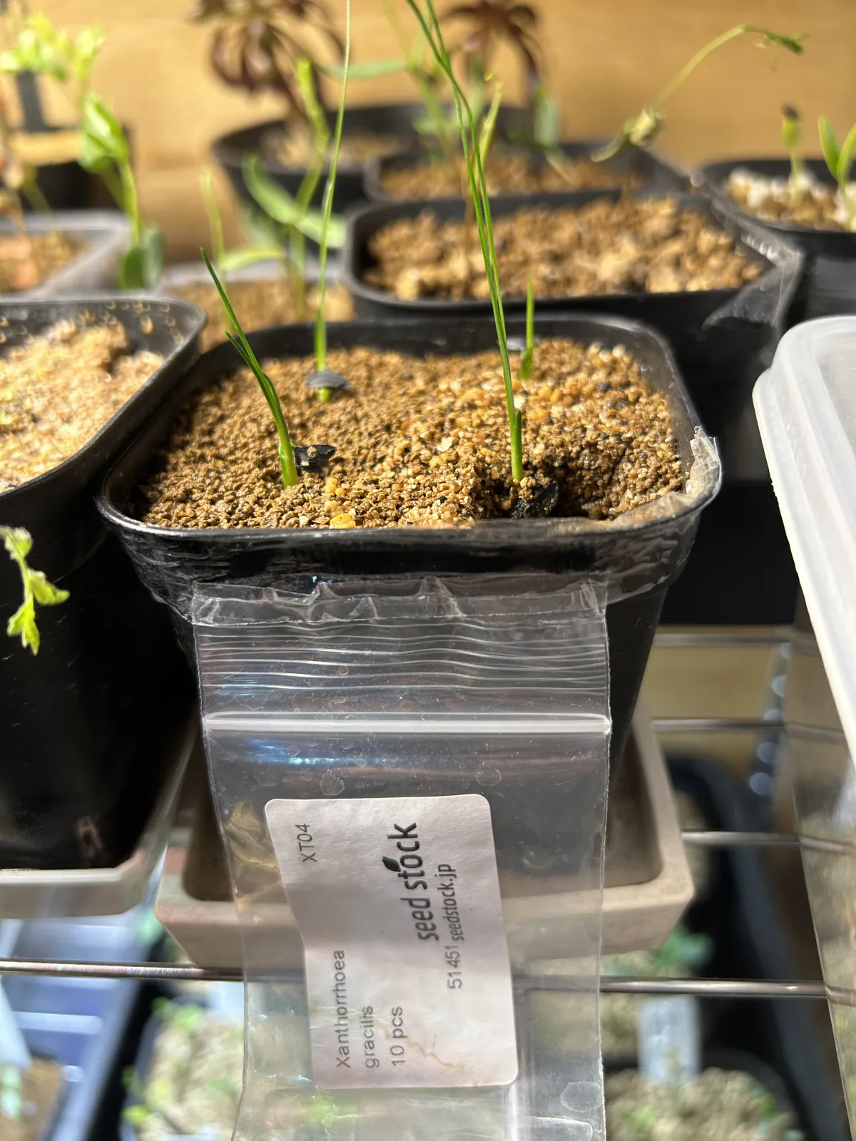 Xanthorrhoea gracilis (ザントロエア グラキリス)