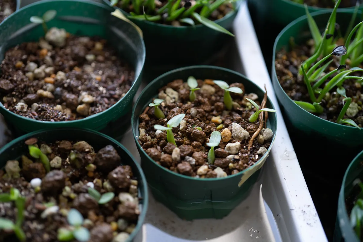 Pachypodium brevicaule subsp. leucoxanthum (パキポディウム レウコキサンツム)