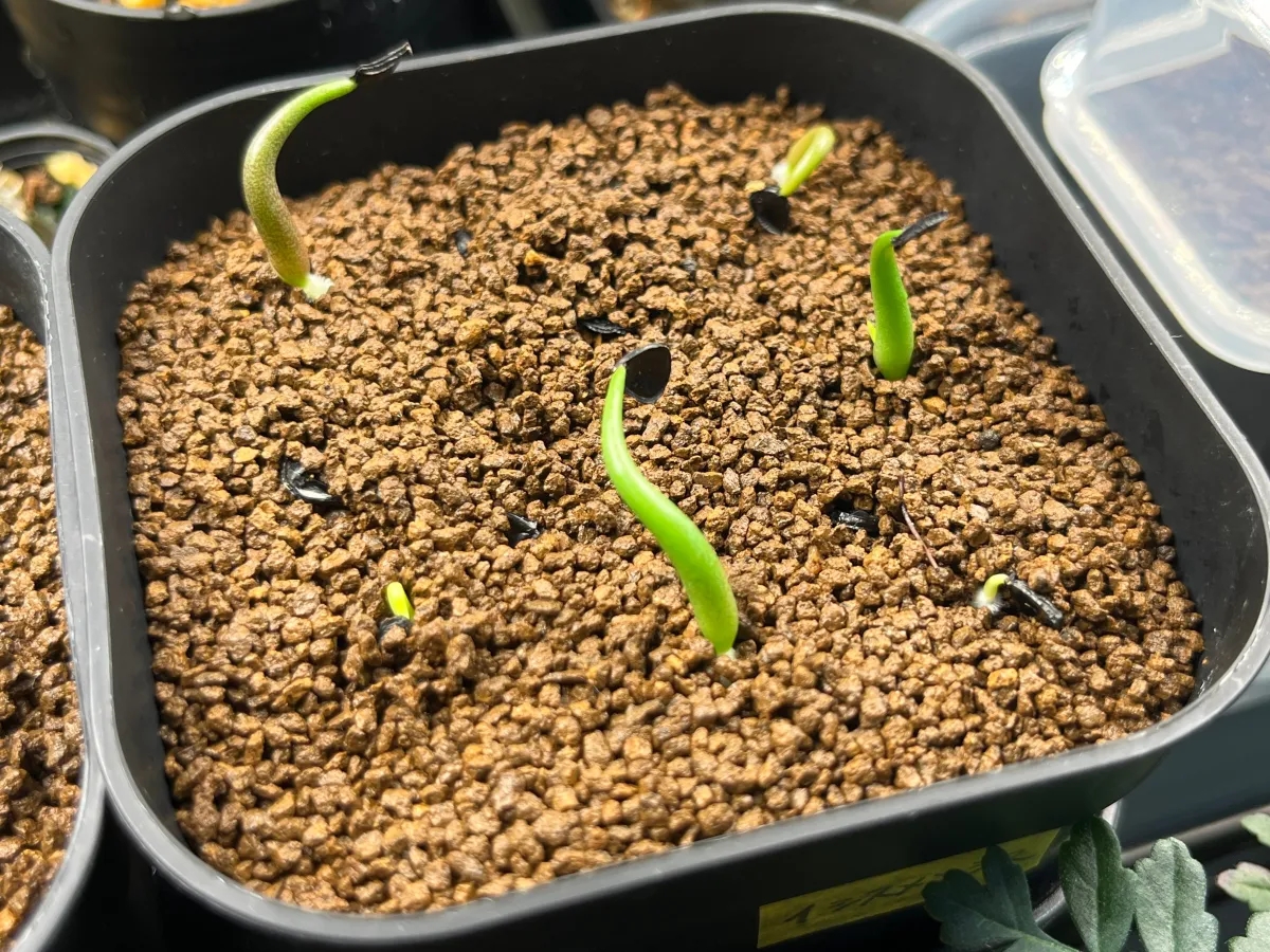 Agave isthmensis (アガベ イシスメンシス)