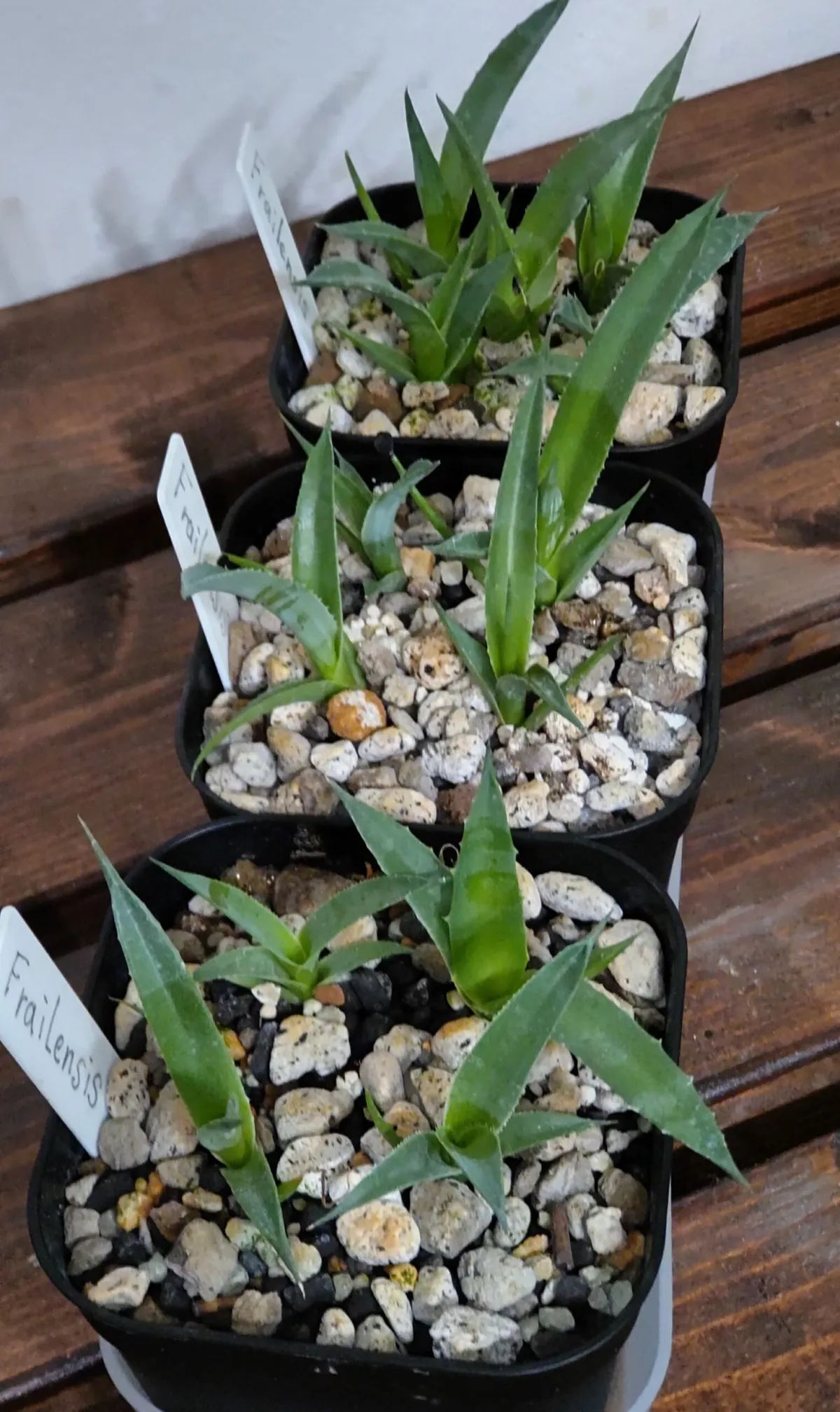 Agave sobria ssp. frailensis (アガベ フレイレンシス)
