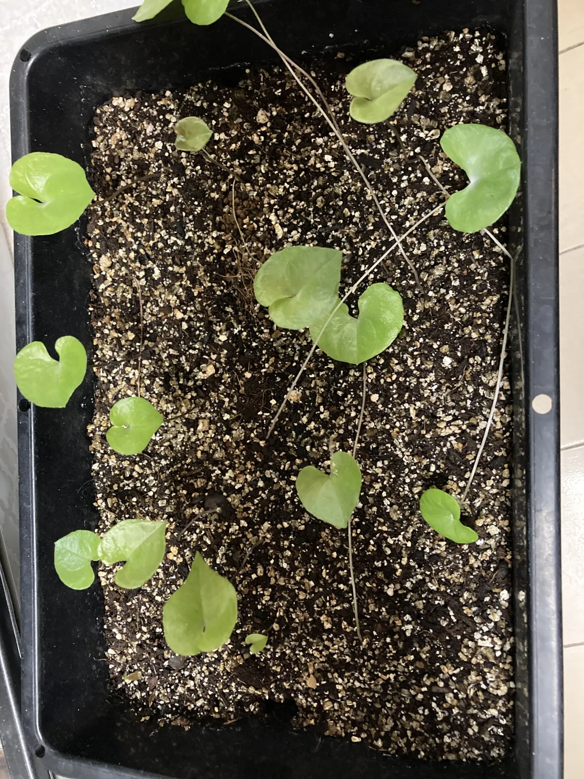 [チャレンジ種子] 亀甲竜 Dioscorea elephantipes ディオスコレア エレファンティペス 未発芽ロット