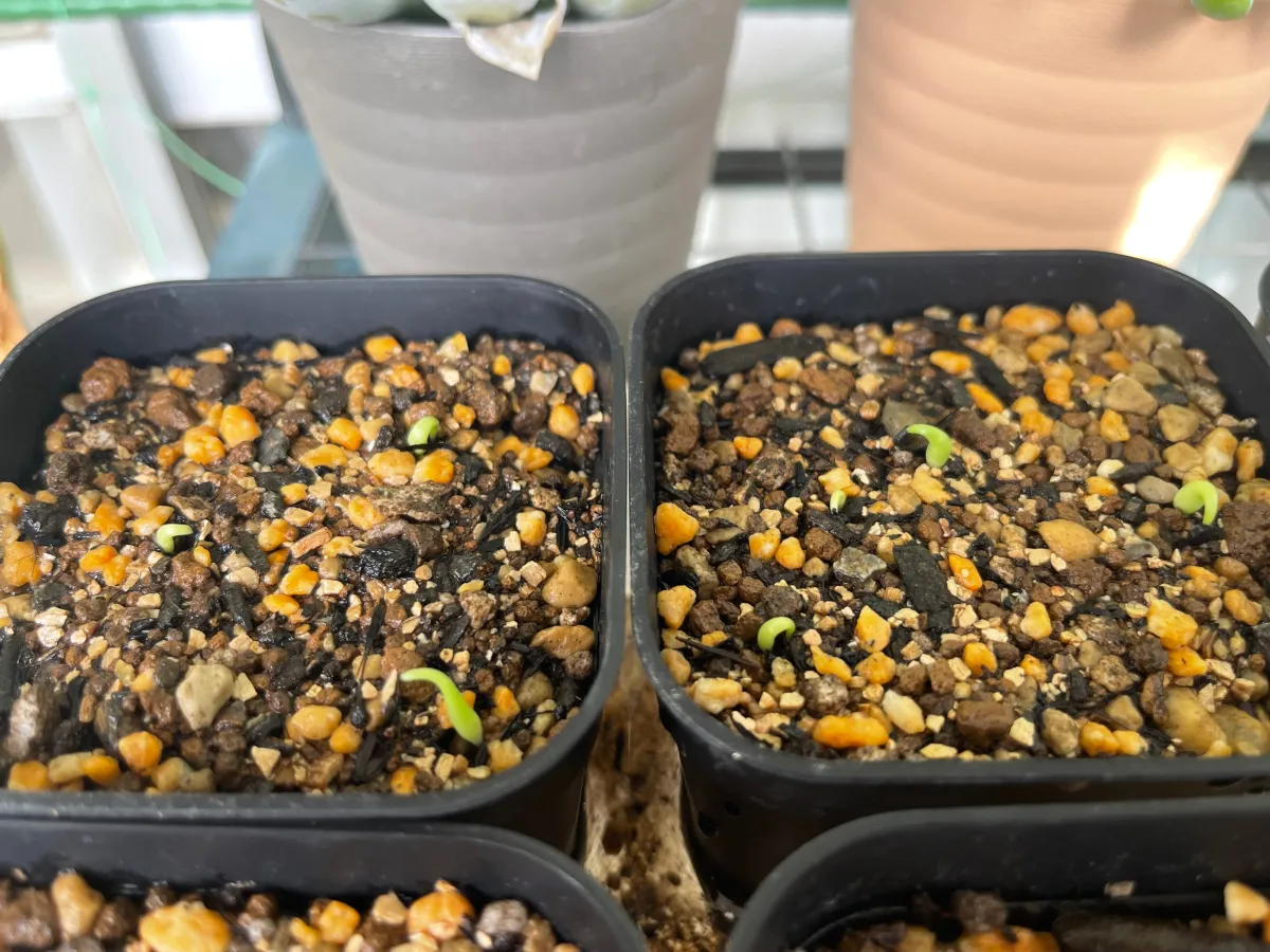 Agave titanota 'Blue' (アガベ チタノタブルー)