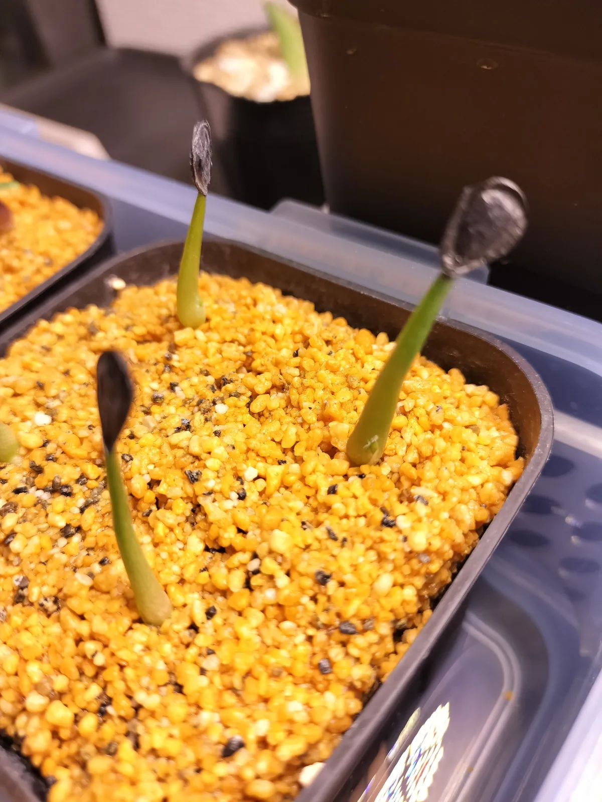 Agave atrovirens var. atrovirens (アガベ アトロビレンス)