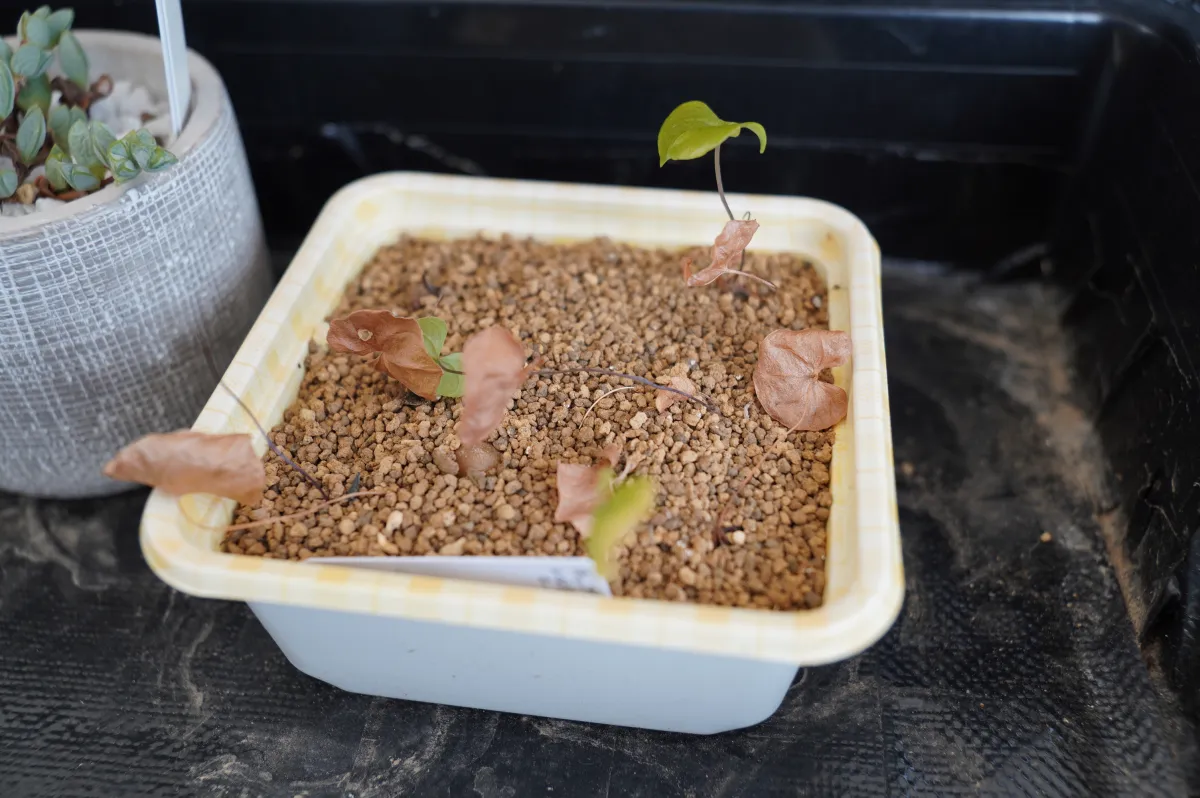 Dioscorea elephantipes (ディオスコレア エレファンティペス アフリカ亀甲竜)