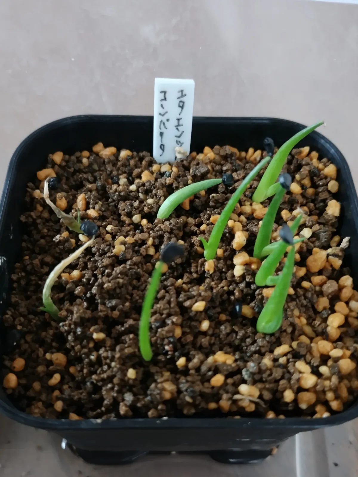 Agave utahensis ssp. utahensis 'Compacta' (アガベ ユタエンシスコンパクタ)