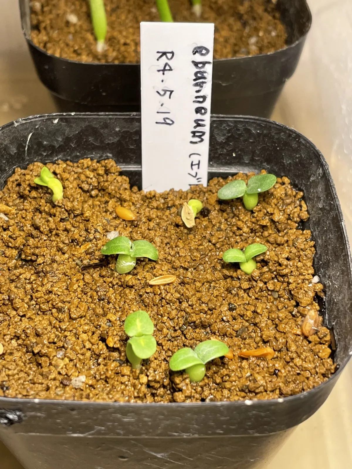 Pachypodium rosulatum var. eburneum (パキポディウム エブレネウム)