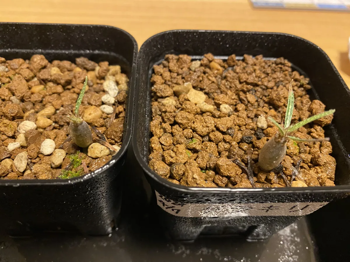 Pachypodium rosulatum var. gracilius (パキポディウム グラキリス)