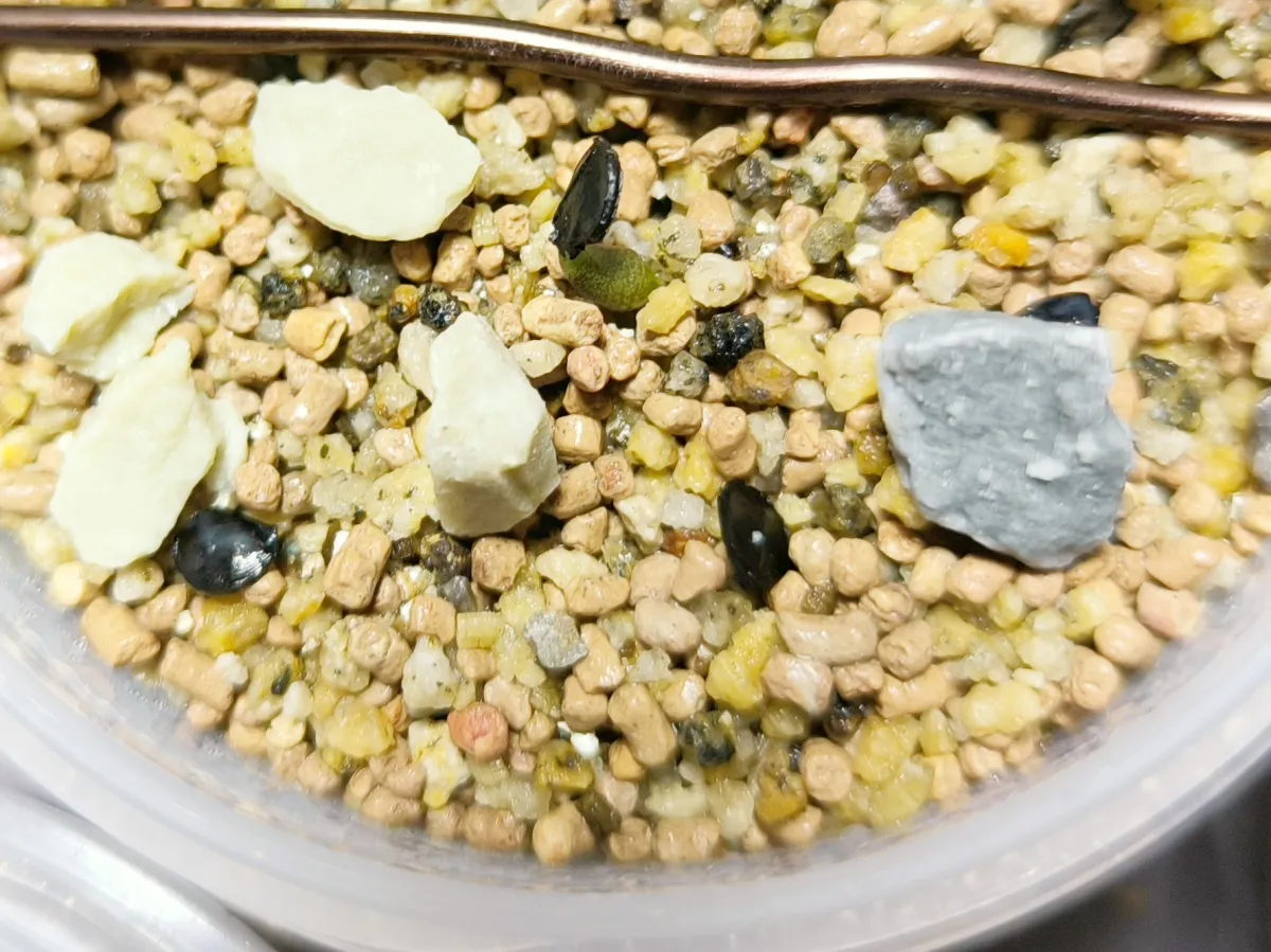 Agave kerchovei 'Huajuapan Red' (アガベ ワフアパンレッド)