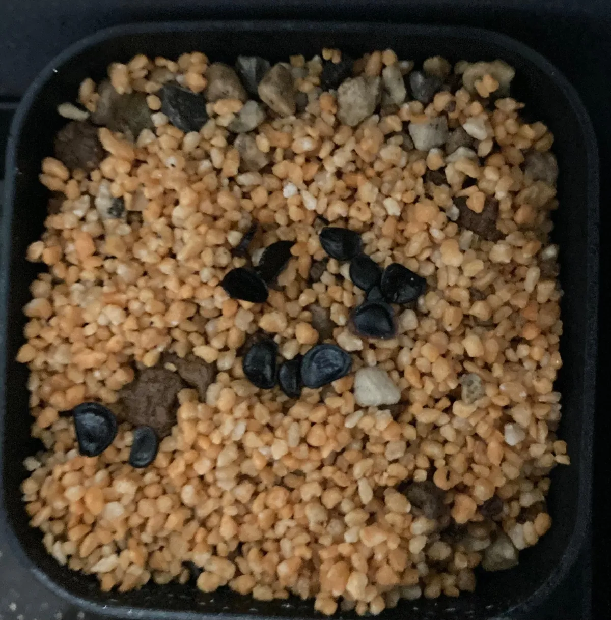 Agave shawii subsp. shawii (アガベ シャウィ)