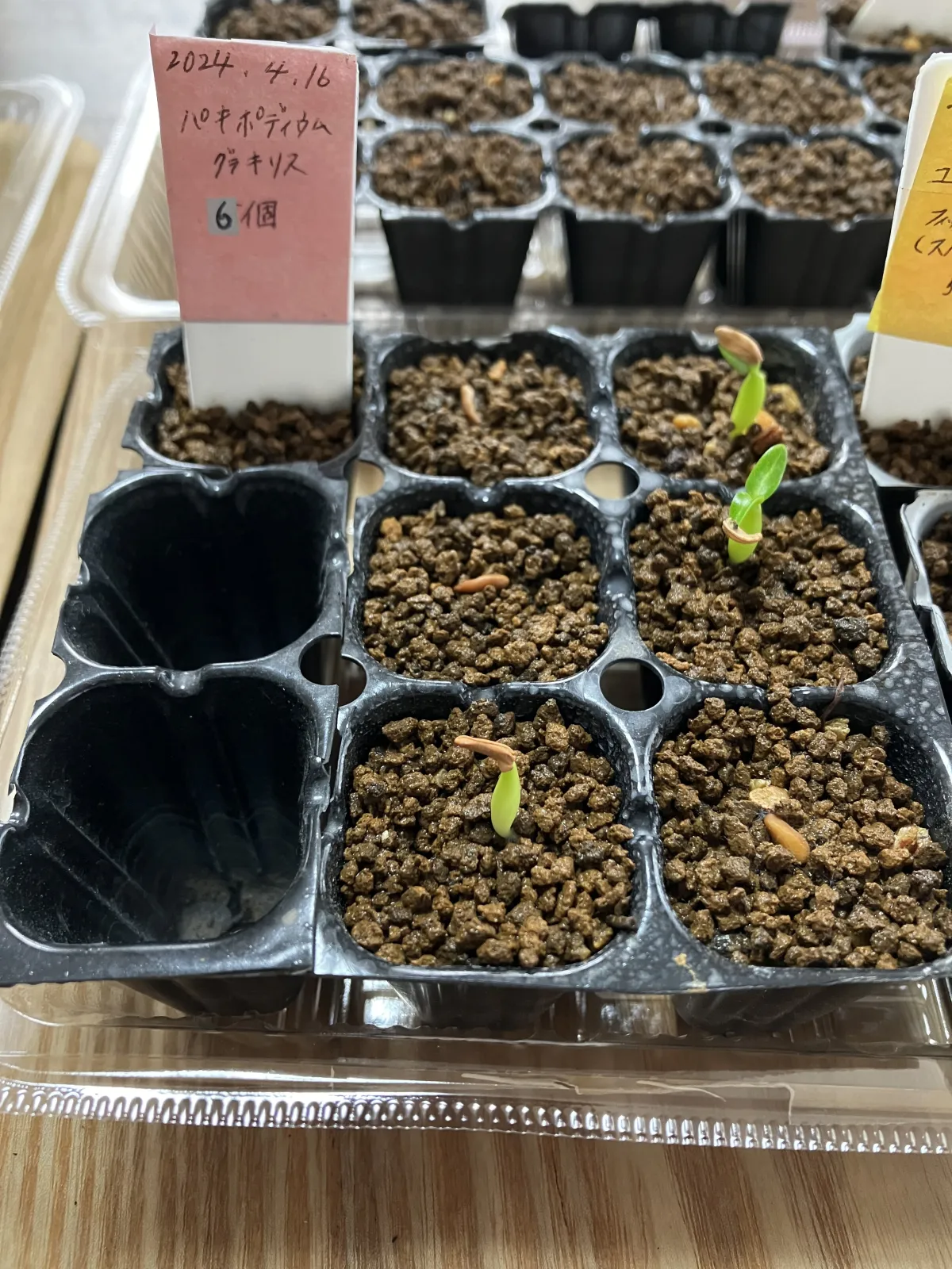 Pachypodium rosulatum var. gracilius (パキポディウム グラキリス)