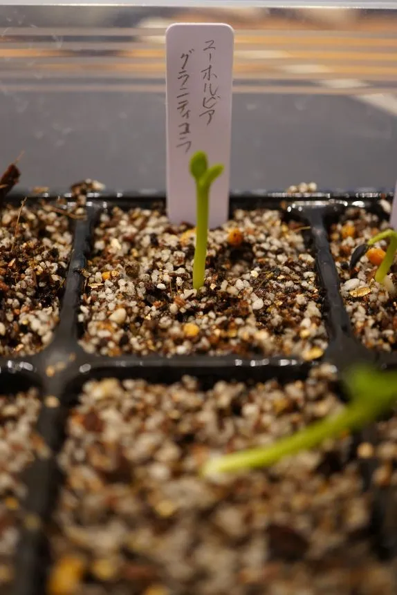 Euphorbia graniticola (ユーフォルビア グラニティコラ)