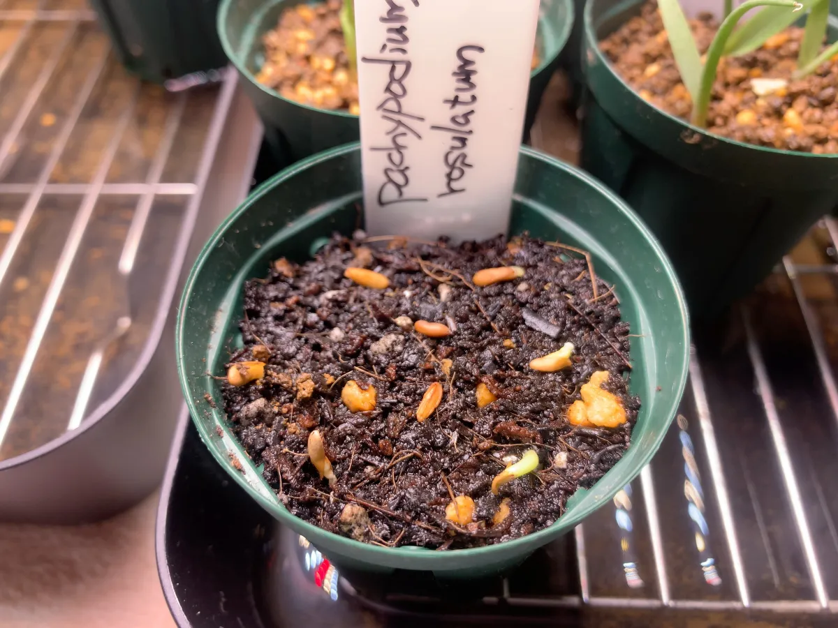 Pachypodium rosulatum (パキポディウム ロスラーツム)