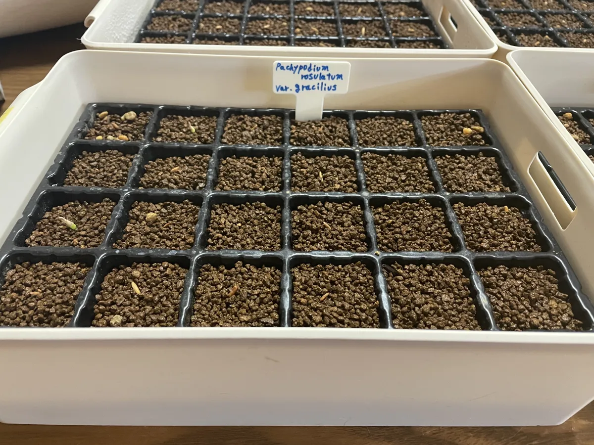 Pachypodium rosulatum var. gracilius (パキポディウム グラキリス)