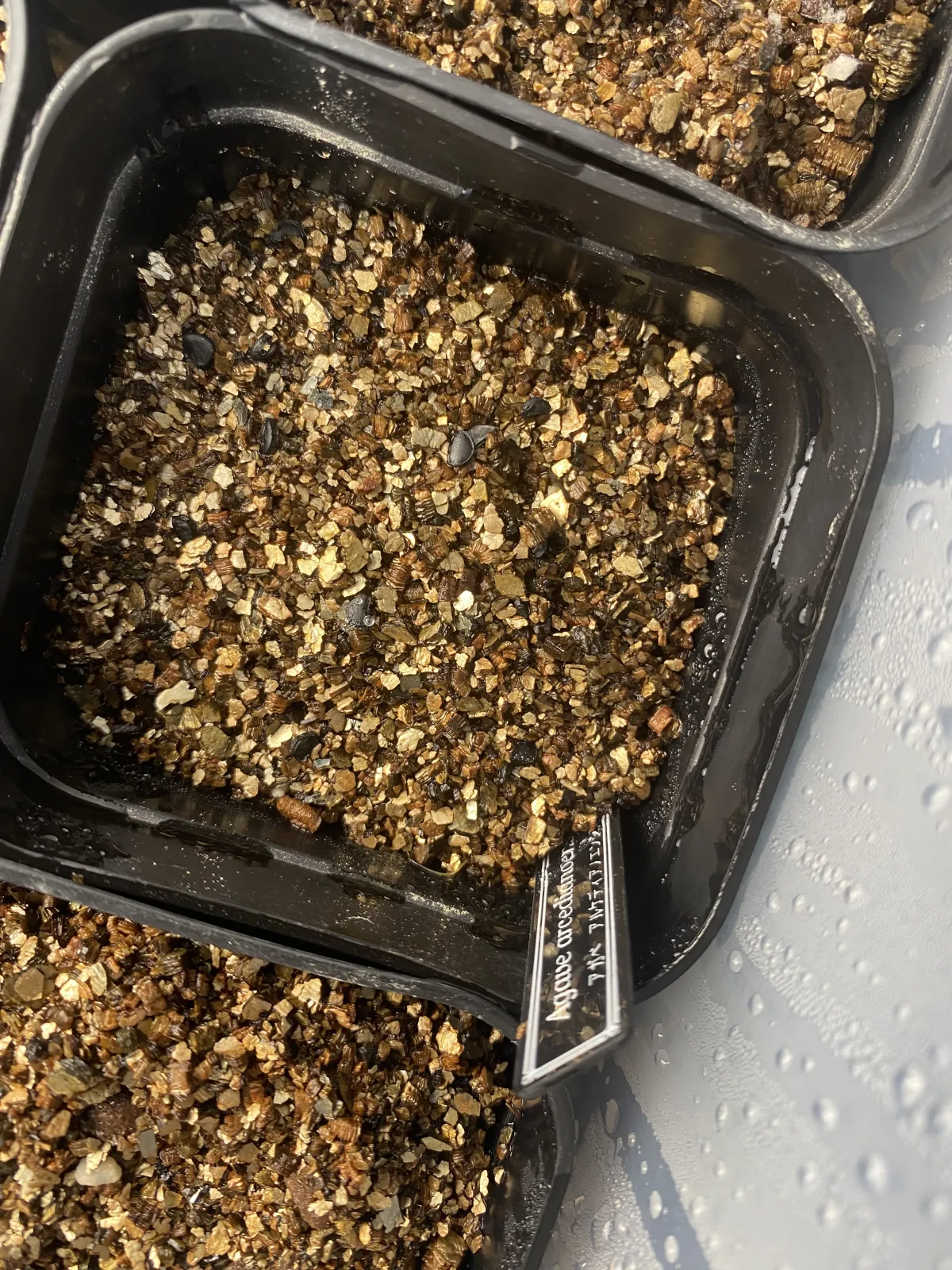 Agave arcedianoensis (アガベ アルケディアノエンシス)