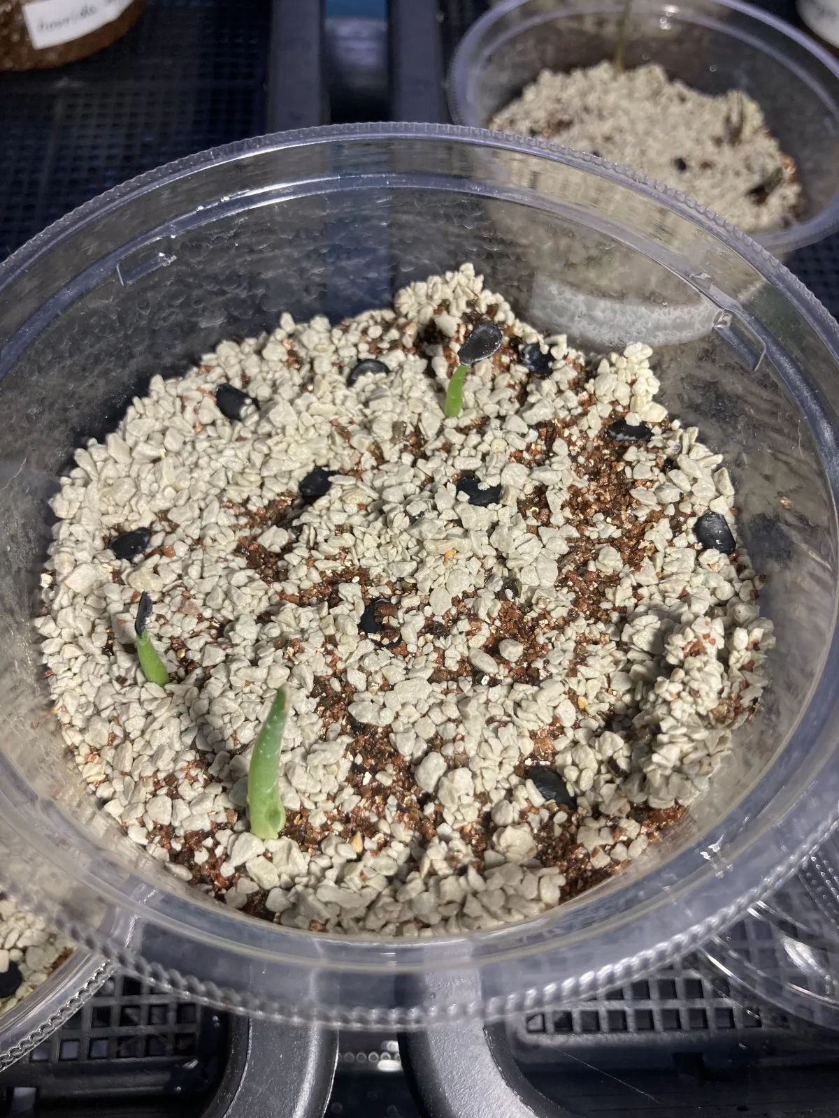 Agave parryi var. truncata (アガベ パリー トランカータ)