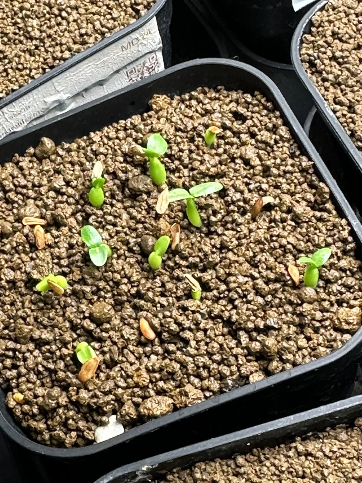 Pachypodium brevicaule subsp. leucoxanthum (パキポディウム レウコキサンツム)