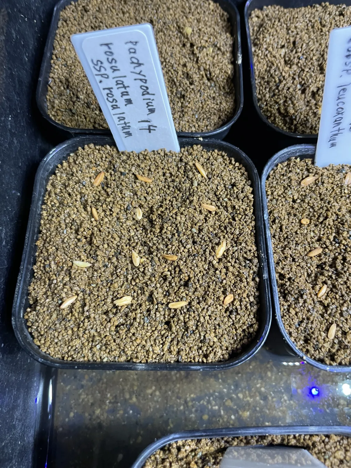 Pachypodium rosulatum ssp. rosulatum (パキポディウム ロスラーツム)