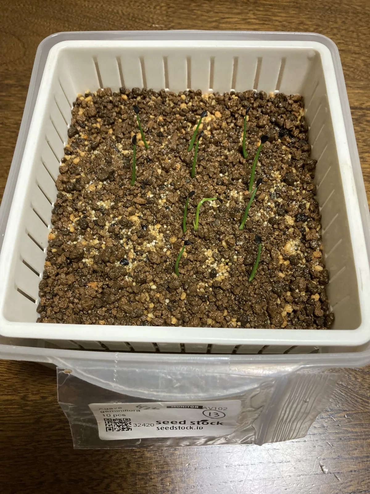 Agave geminiflora (アガベ ジェミニフローラ)