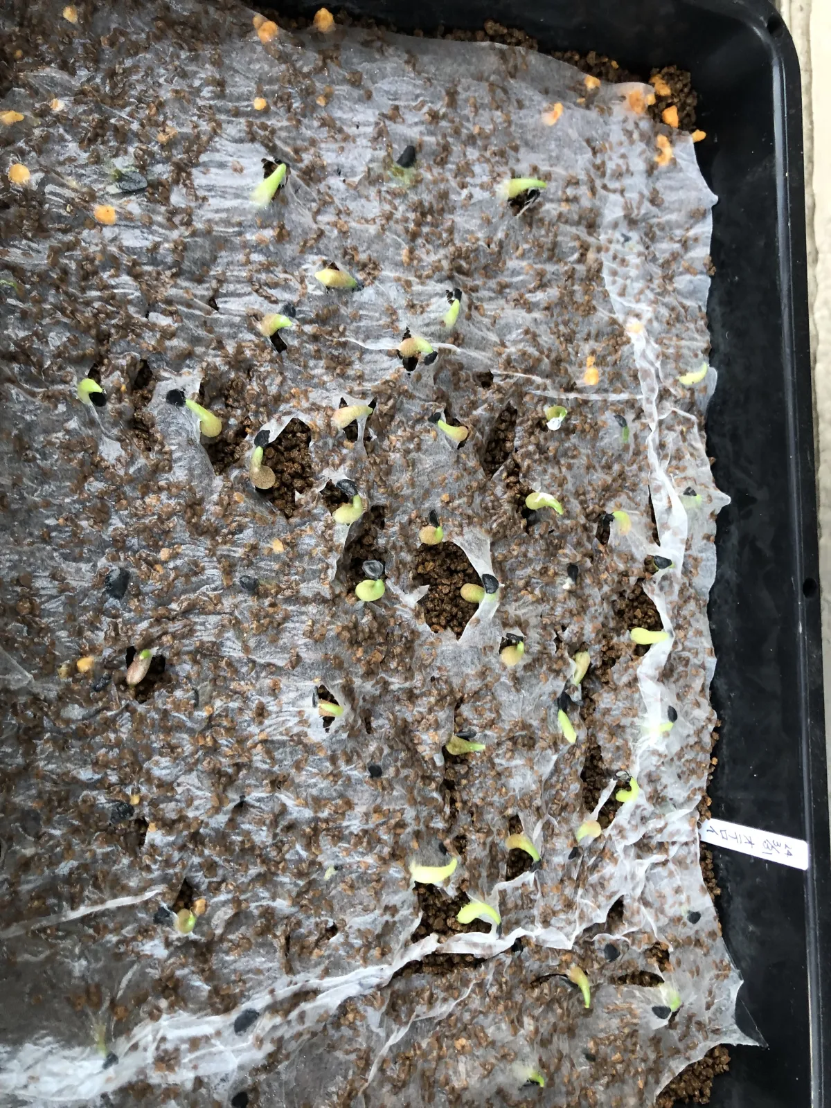 Agave oteroi (アガベ オテロイ)