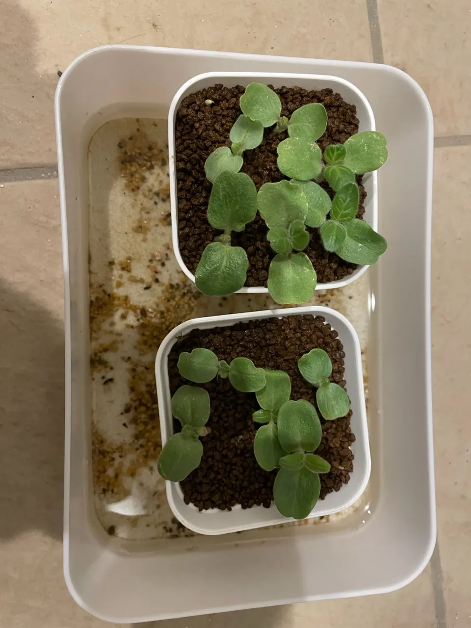 Uncarina roeoesliana (ウンカリーナ ルーズリアナ)