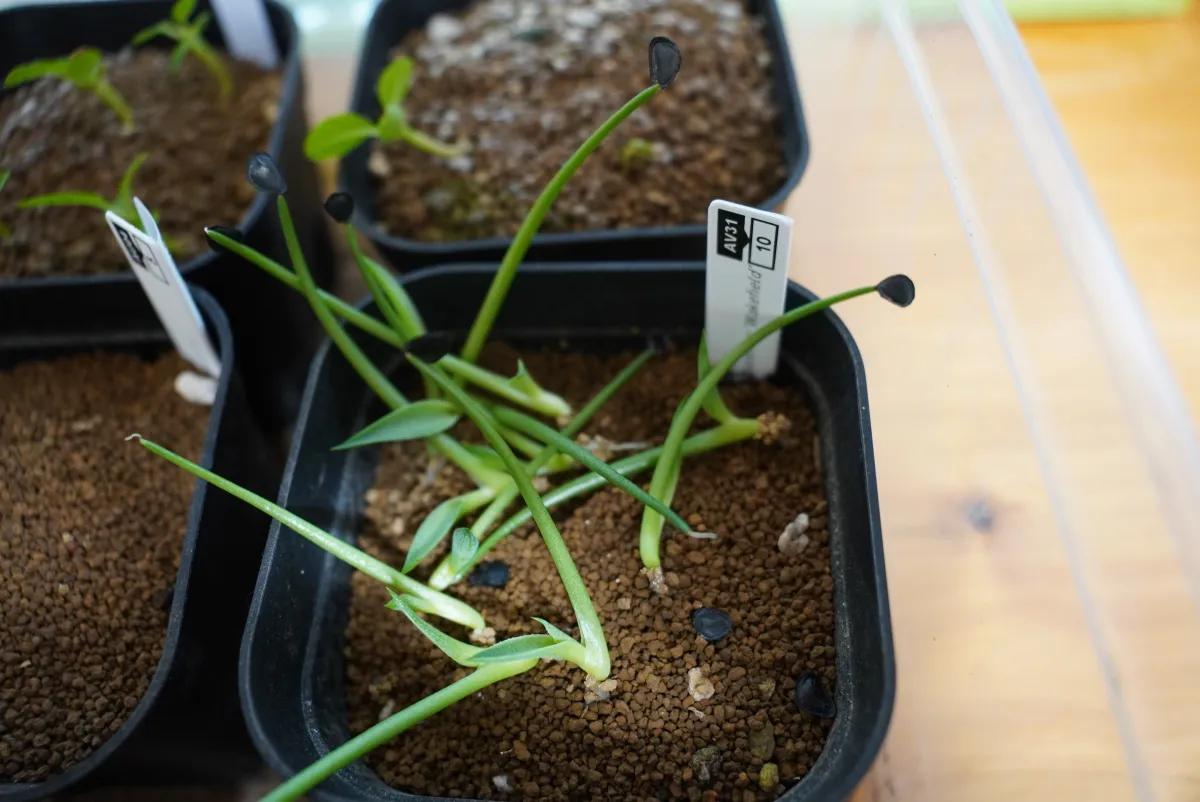 Agave parryi var. huachucensis 'Wakefield' (アガベ パリー ウェイクフィールド)