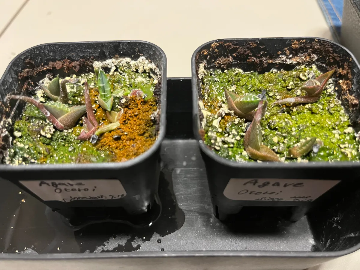 Agave oteroi (アガベ オテロイ)