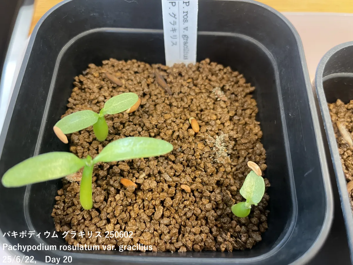 Pachypodium rosulatum var. gracilius (パキポディウム グラキリス)