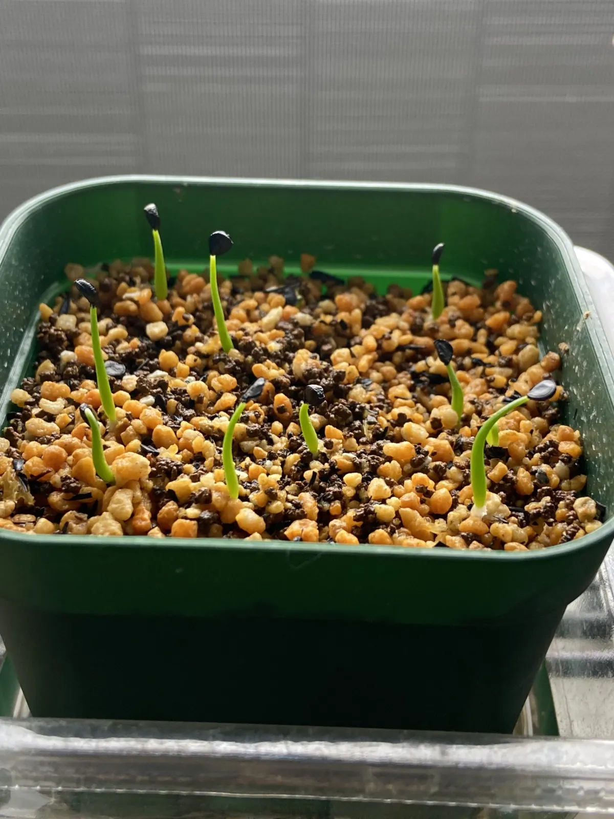 Agave utahensis var. eborispina (アガベ エボリスピナ)