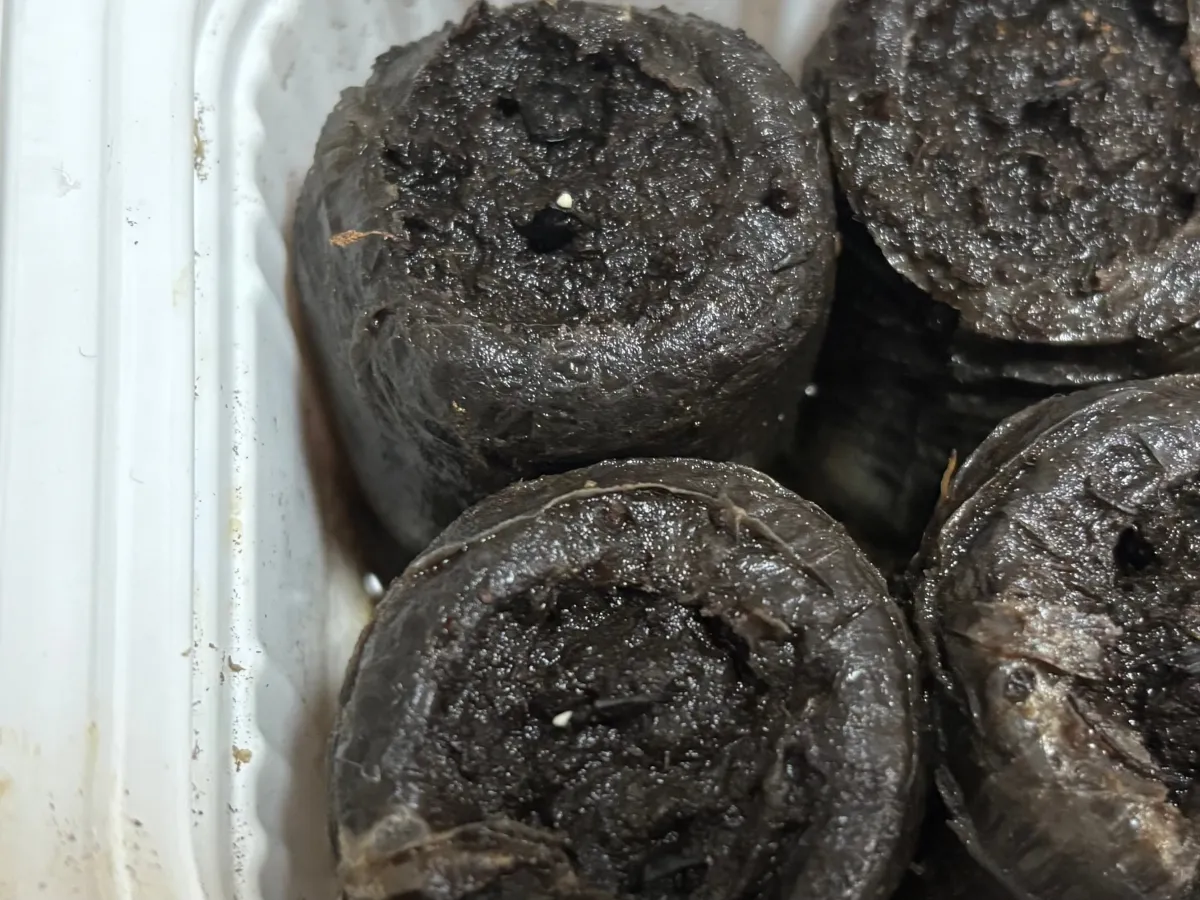 Agave Agave sp 'Azul Monterrey' (アガベ アズールモントレー)