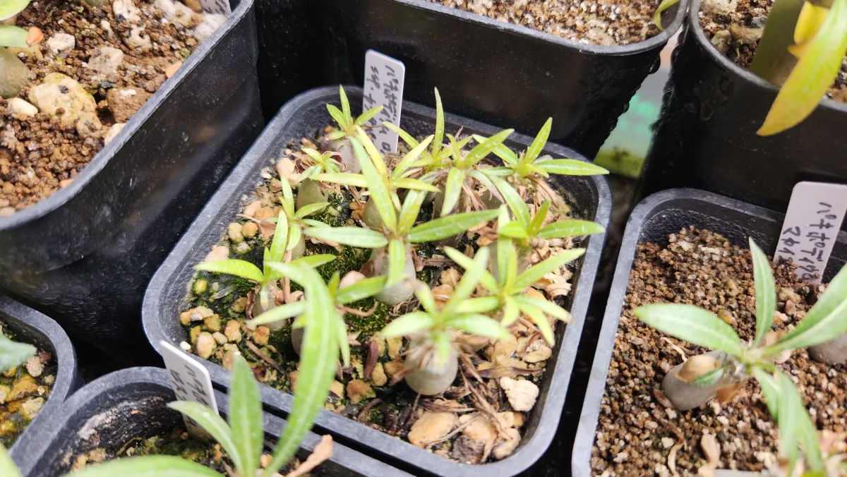 Pachypodium rosulatum ssp. cactipes (パキポディウム カクチペス)