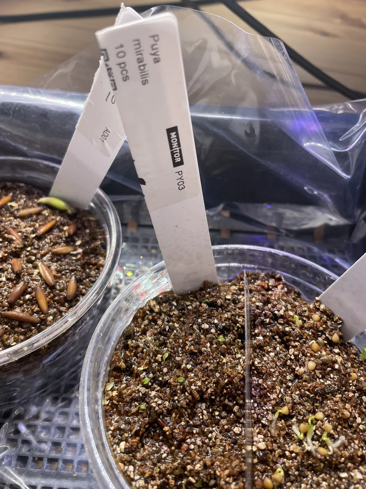 Puya mirabilis (プヤ ミラビリス)