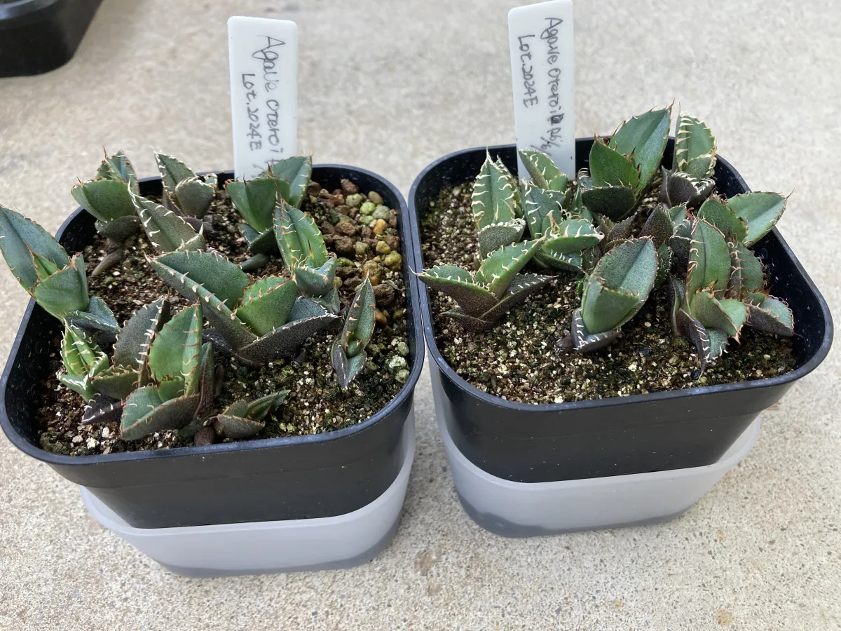 Agave oteroi (アガベ オテロイ)