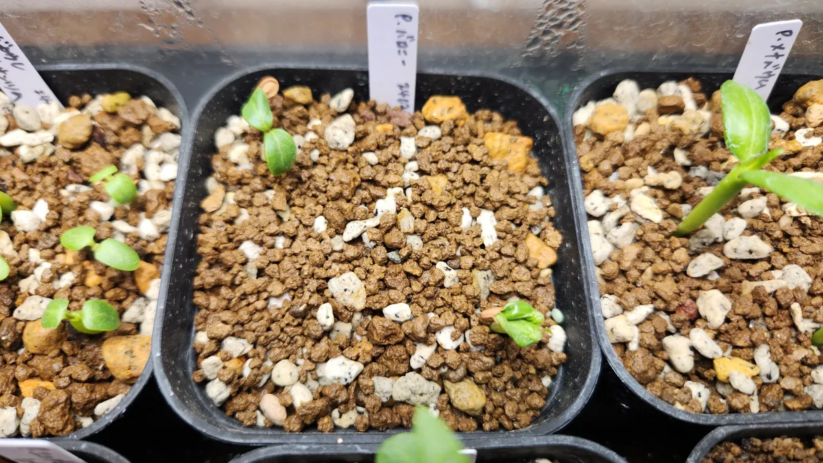 Pachypodium baronii (パキポディウム バロニー)