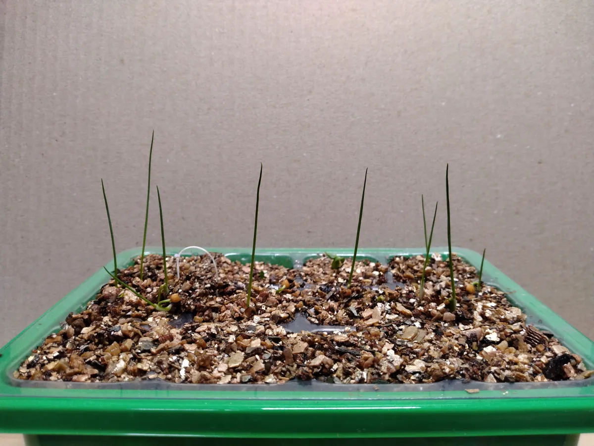 Dasylirion longissimum var. longissimum (ダシリリオン ロンギシマム)