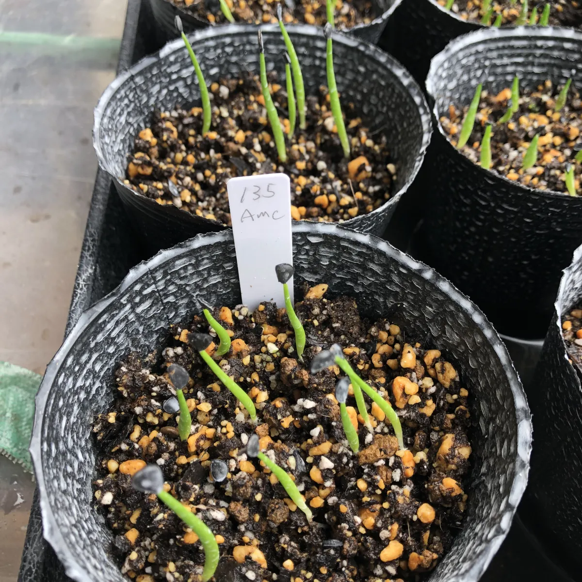 Agave mckelveyana (アガベ マッケルベヤナ)