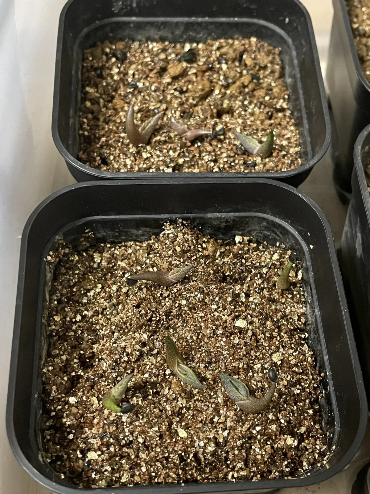 Agave quiotepecensis (アガベ クイオテペセンシス)