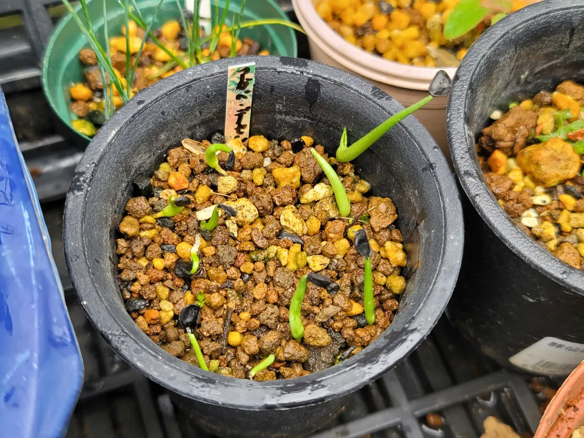 Agave deserti var. deserti (アガベ デザーティ)