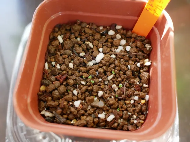 Dudleya brittonii (ダドレヤ ブリトニー)