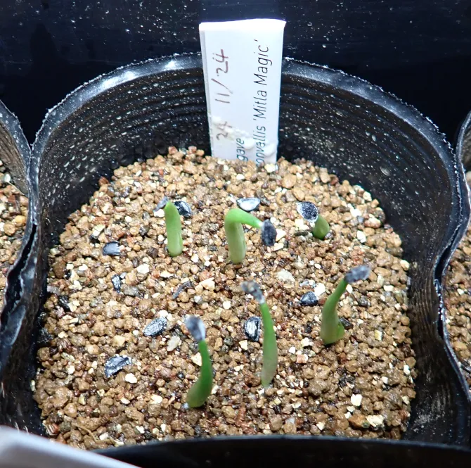 Agave convallis Mitra Magic (アガベ コンワリス ミトラマジック)