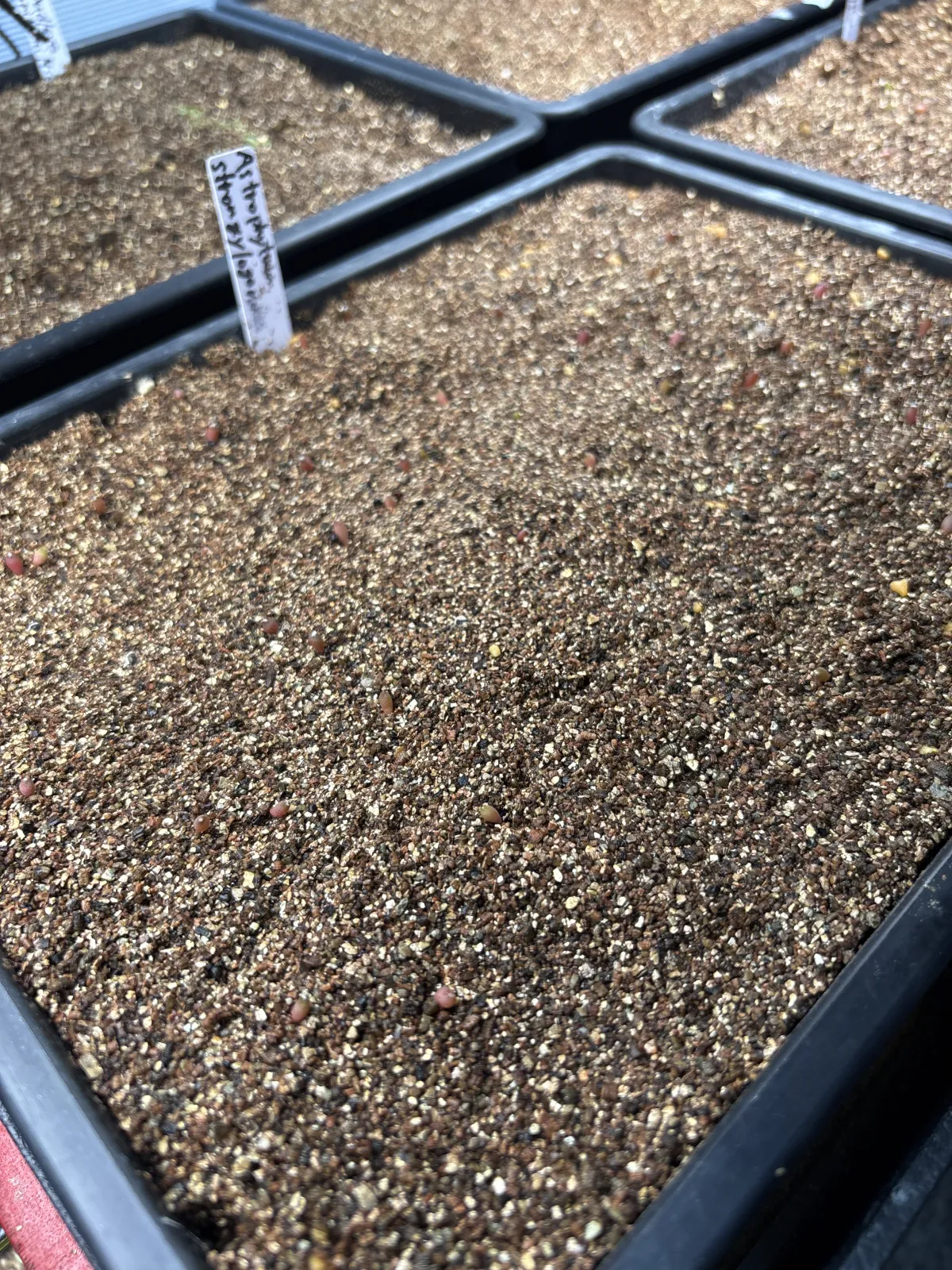 Astrophytum myriostigma var. strongylogonum (アストロフィツム ストロンギロゴナム)