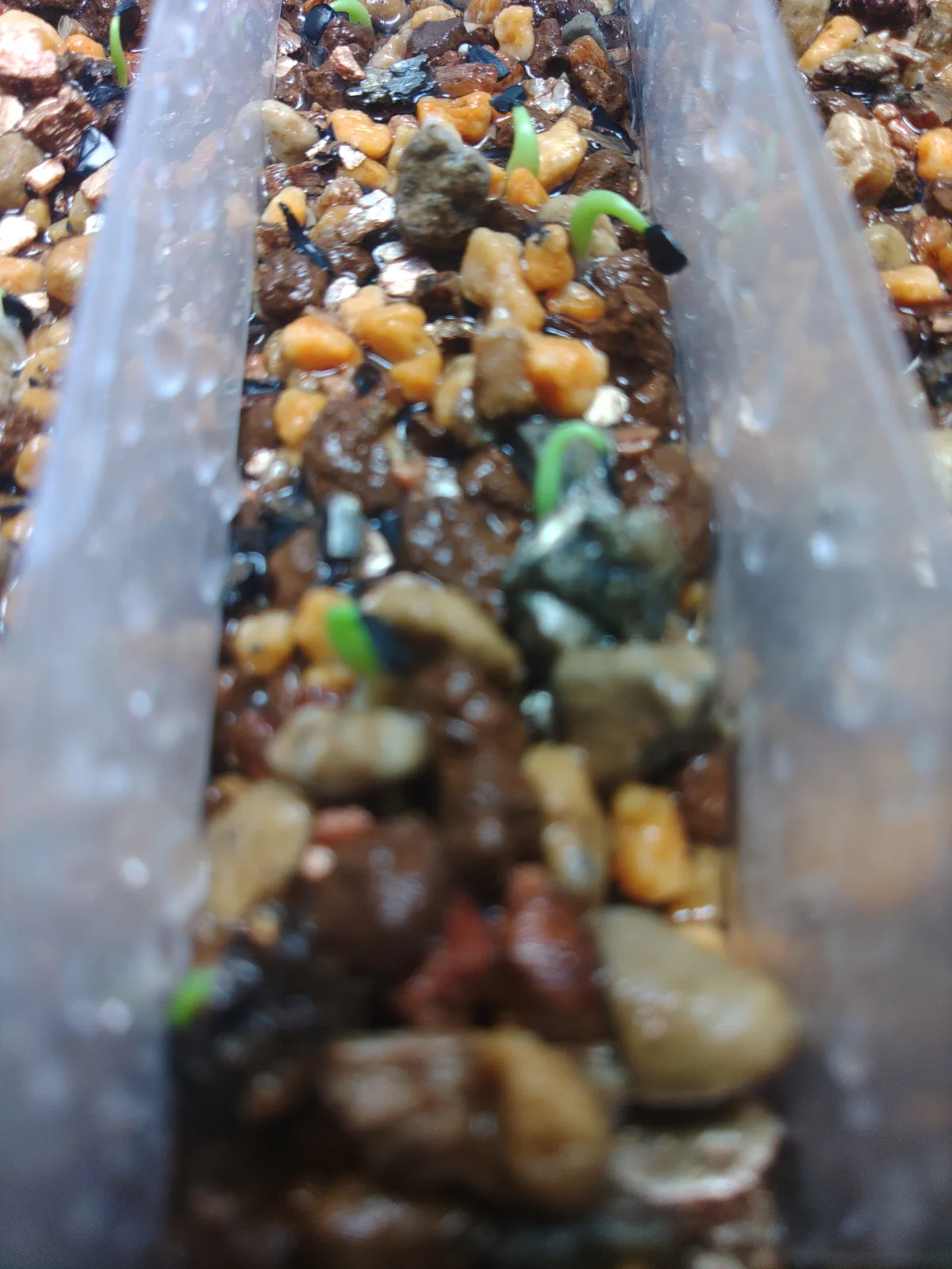 Agave titanota 'Blue' (アガベ チタノタブルー)