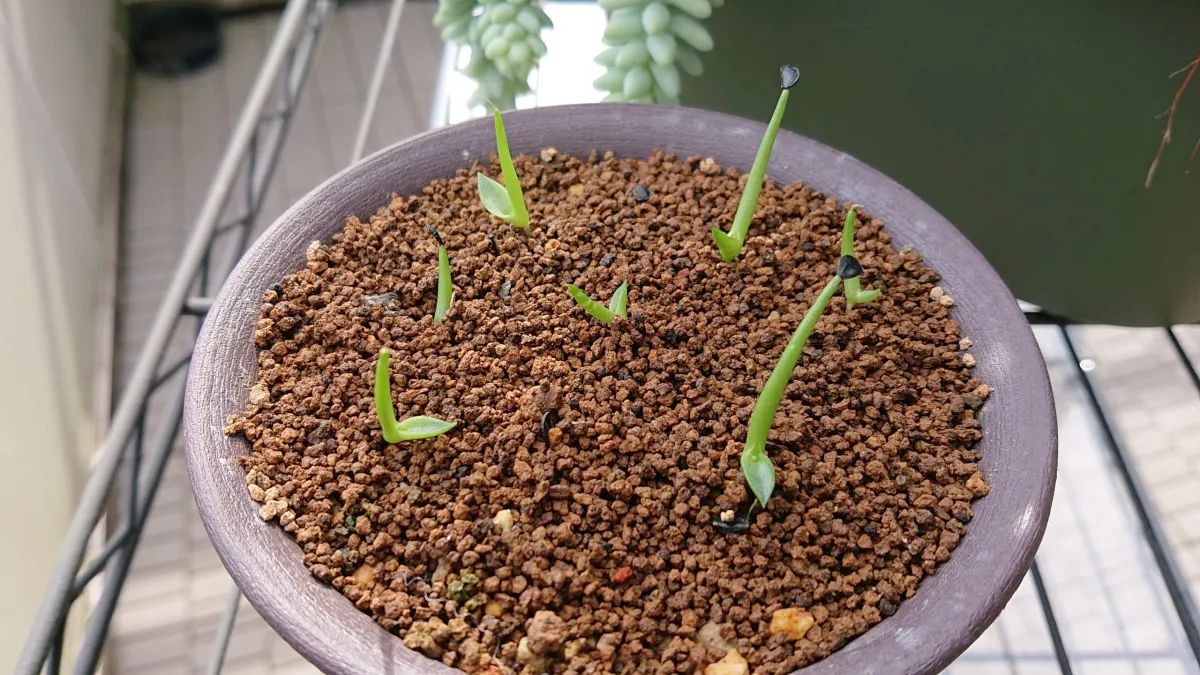 Agave albescens (アガベ アルベセンス)