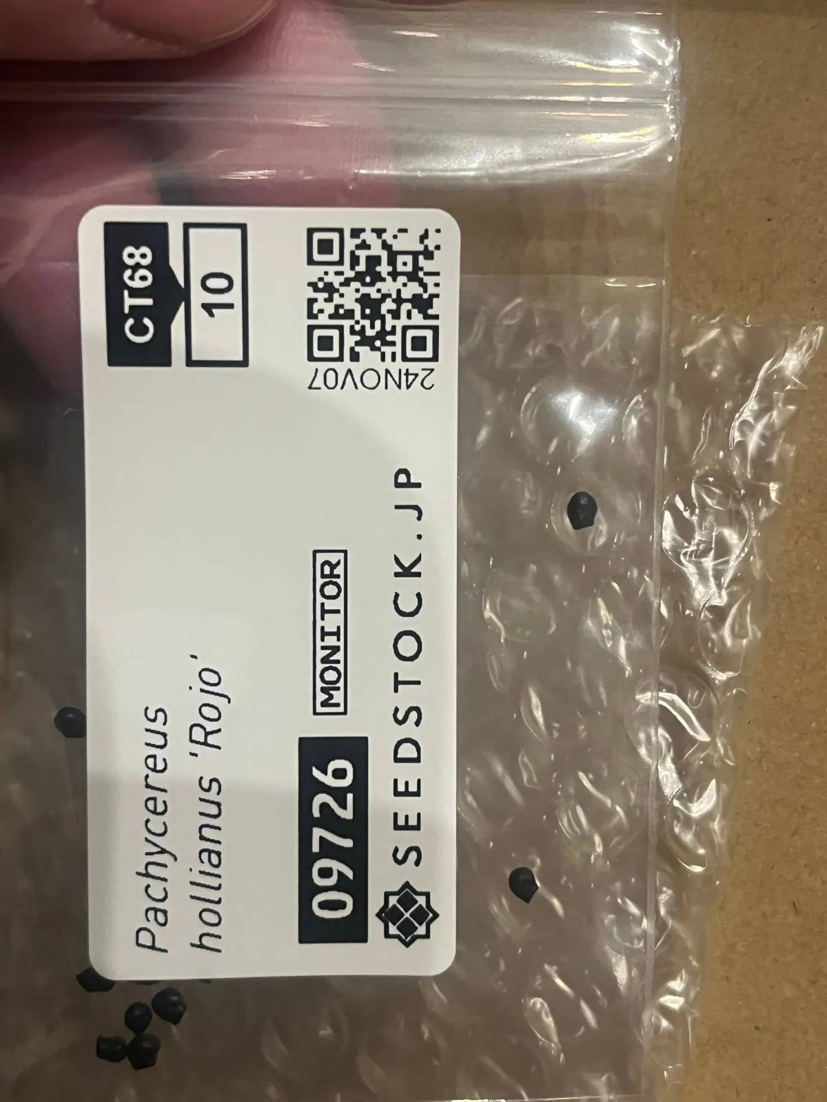 Pachycereus hollianus 'Rojo' (パキセレウス ホリアナス ロホ)