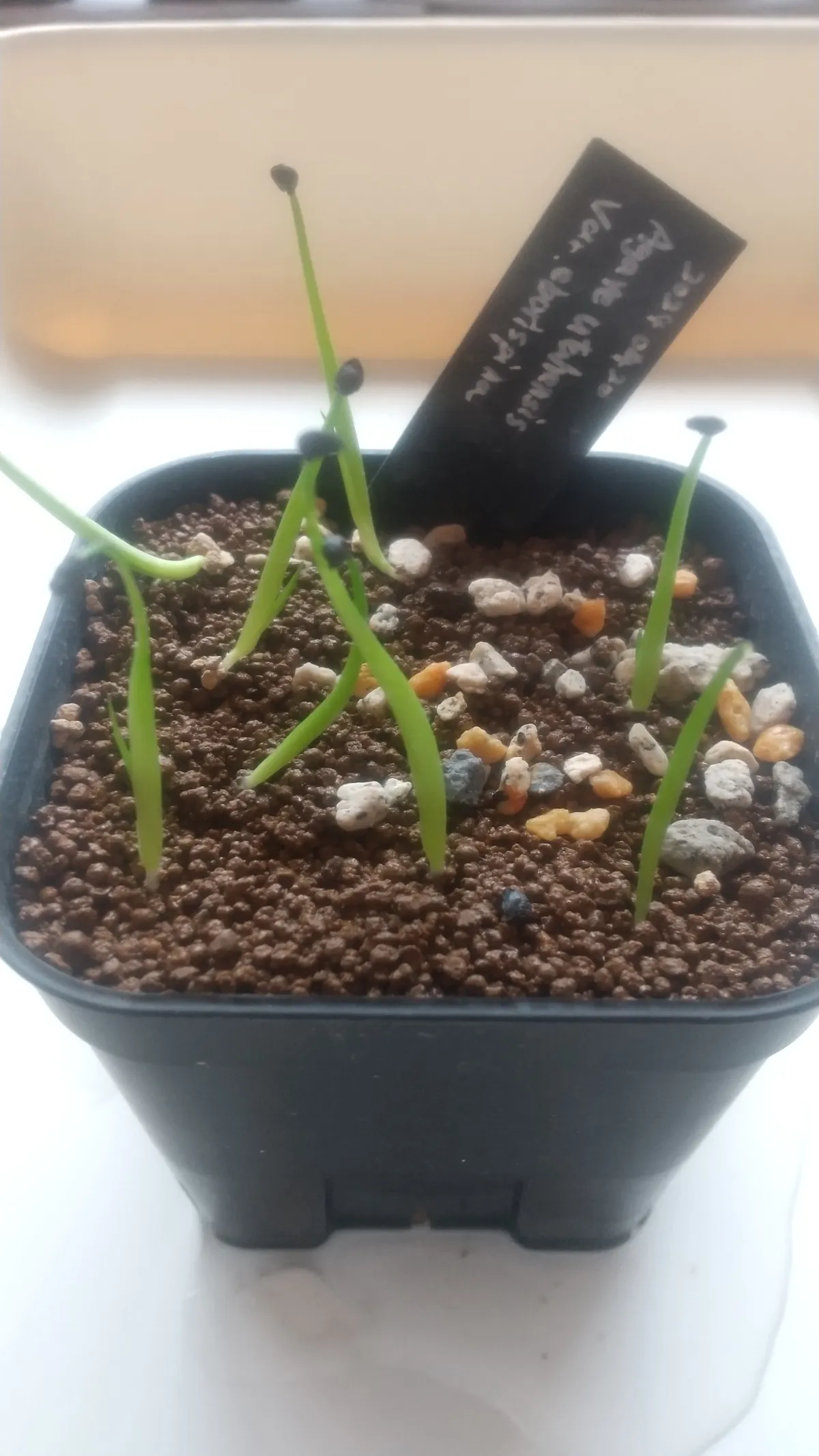 Agave utahensis var. eborispina (アガベ エボリスピナ)