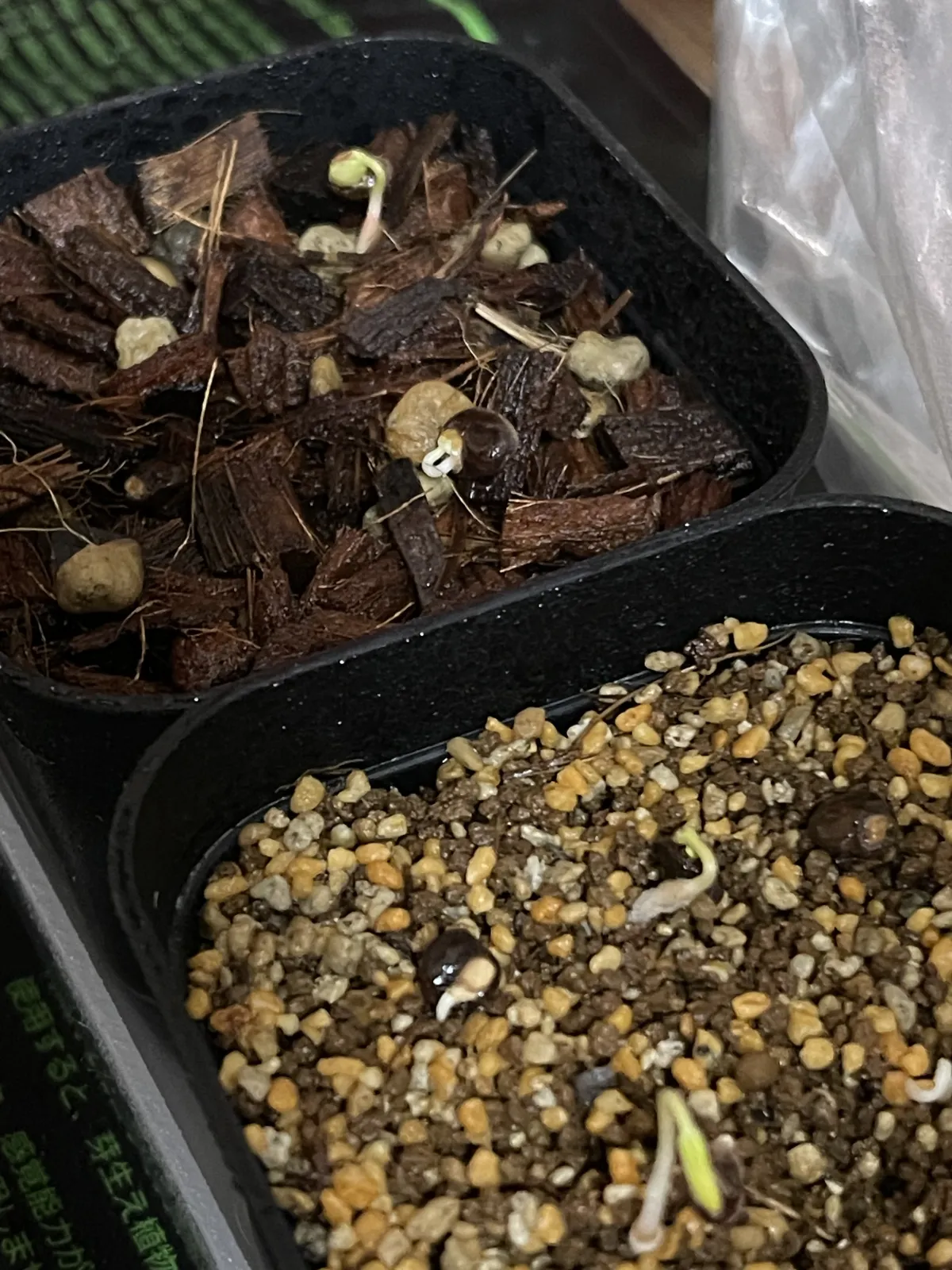 Operculicarya pachypus (オペルクリカリア パキプス)