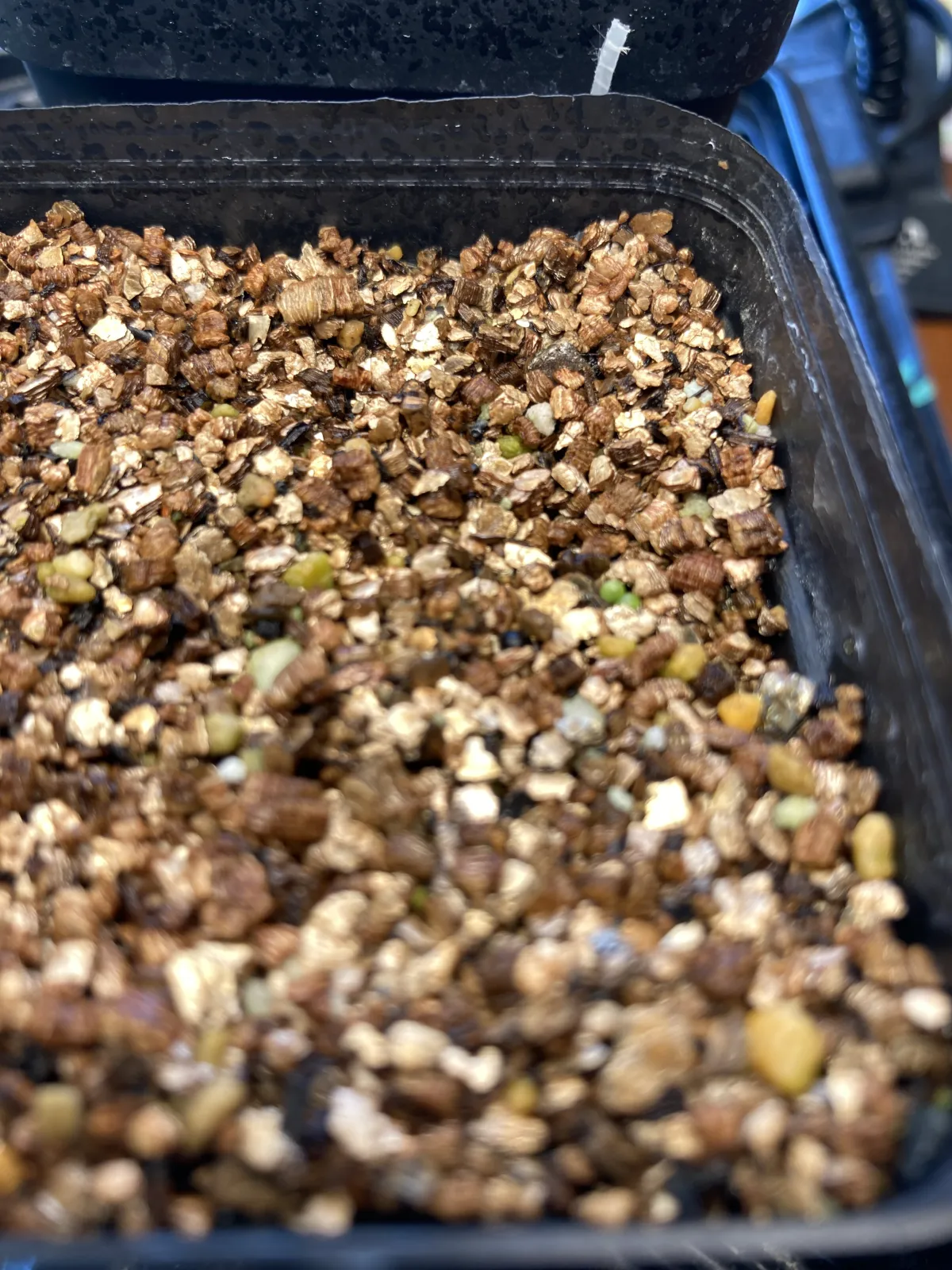 Tylecodon wallichii (ティレコドン ワリチー)