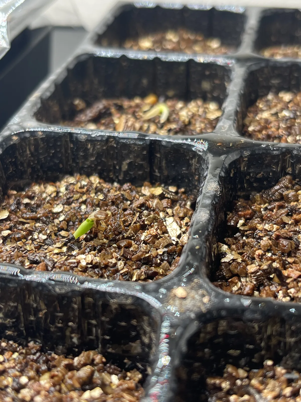 Fockea edulis (フォッケア 火星人)